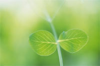 Plant leaf in green background